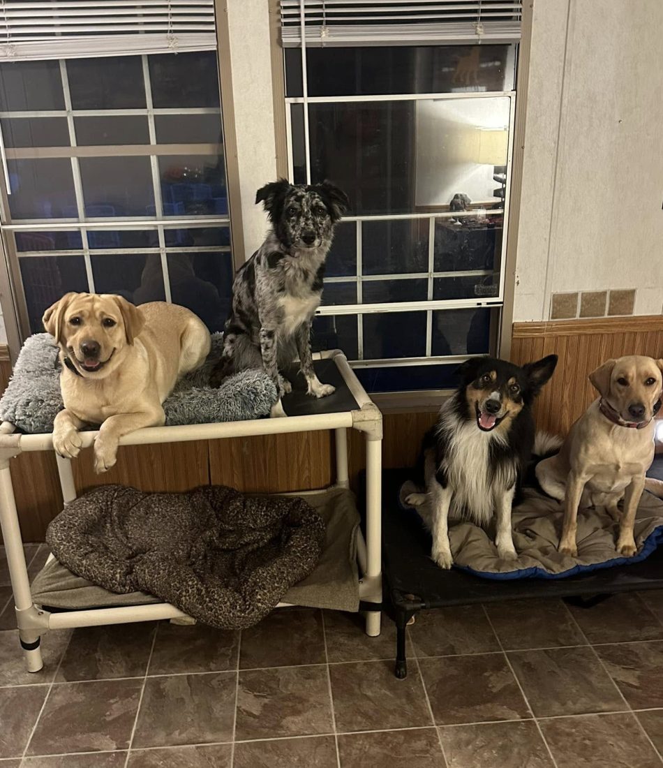 Dog practicing place command during board and train